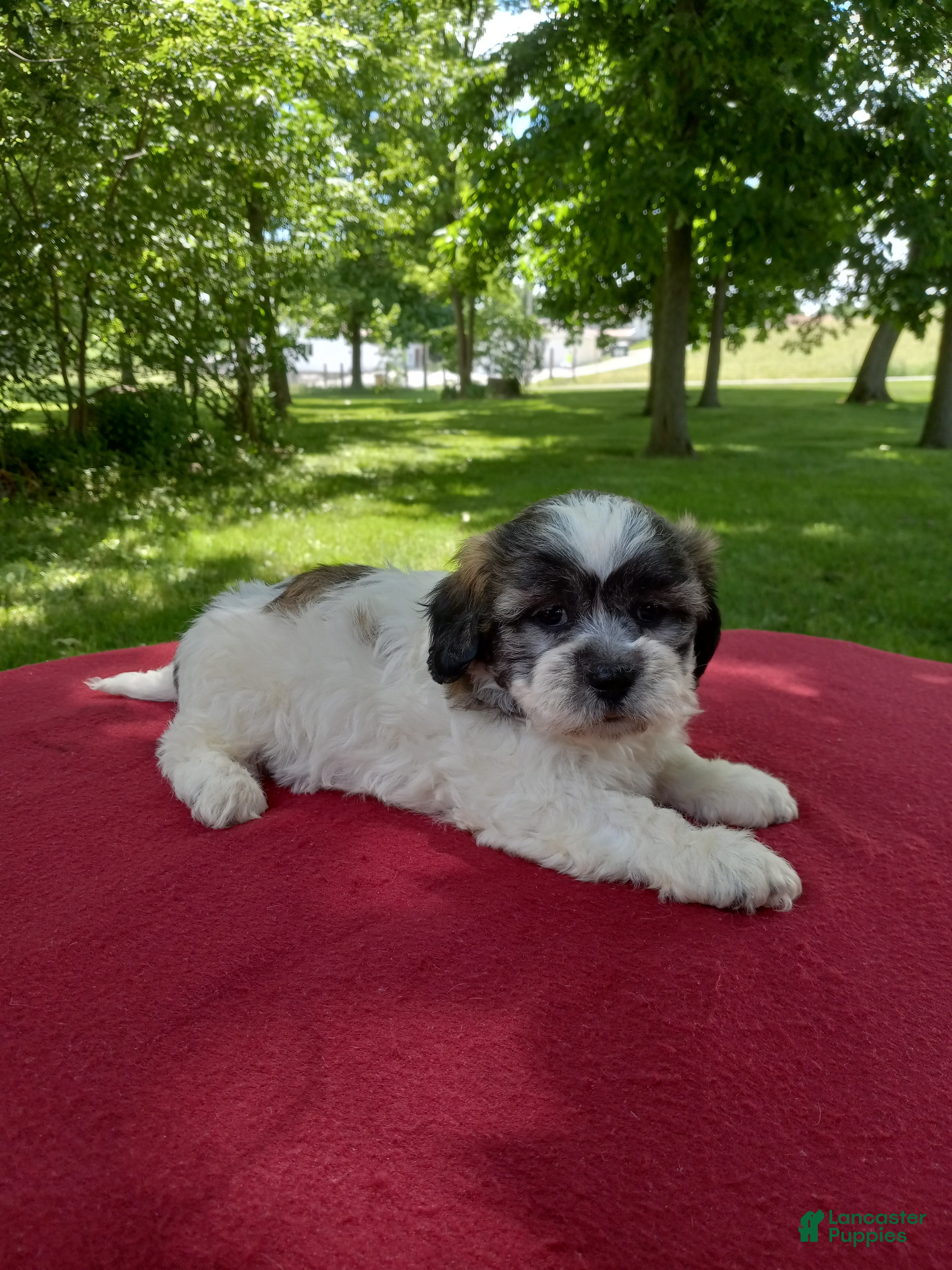 Teddy Bear dogs Bella - Ad 1
