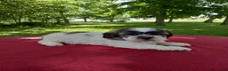 Teddy Bear dogs for sale: Bella - Ad 1