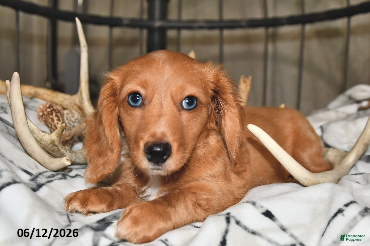 Miniature Dachshund dogs Carter - Ad 1