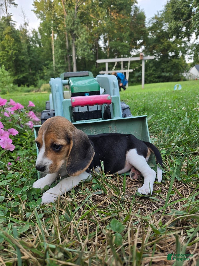 Beagle dogs Dory - Ad 2