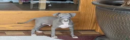 Italian Greyhound dogs for sale: Cj - Ad 4