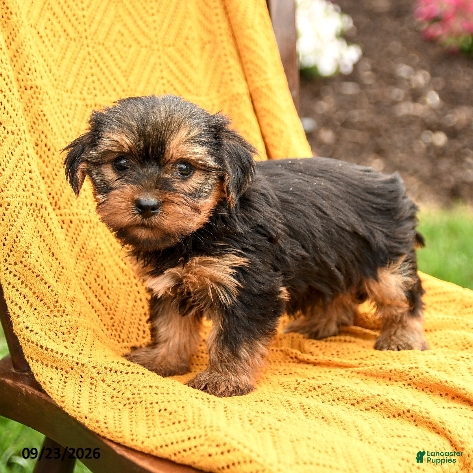 Yorkshire Terrier dogs Bella    - Ad 1