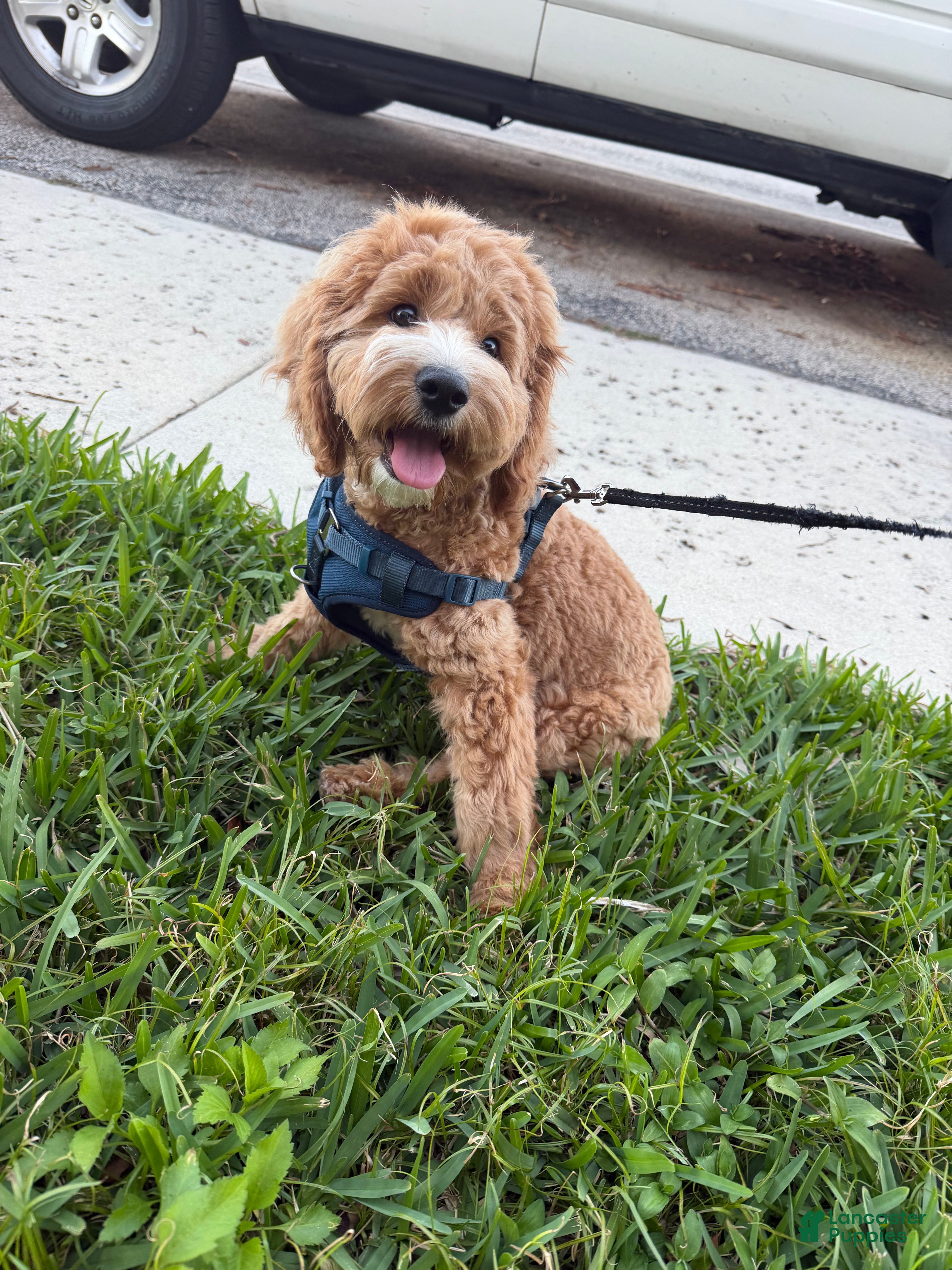 Cockapoo dogs Cockapoo Puppy 1 - Ad 5