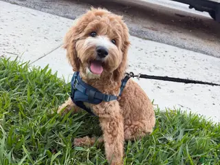 Cockapoo dogs Cockapoo Puppy 1 - Ad 7