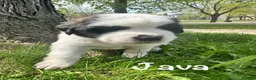 Saint Bernard dogs for sale: Java - Ad 1
