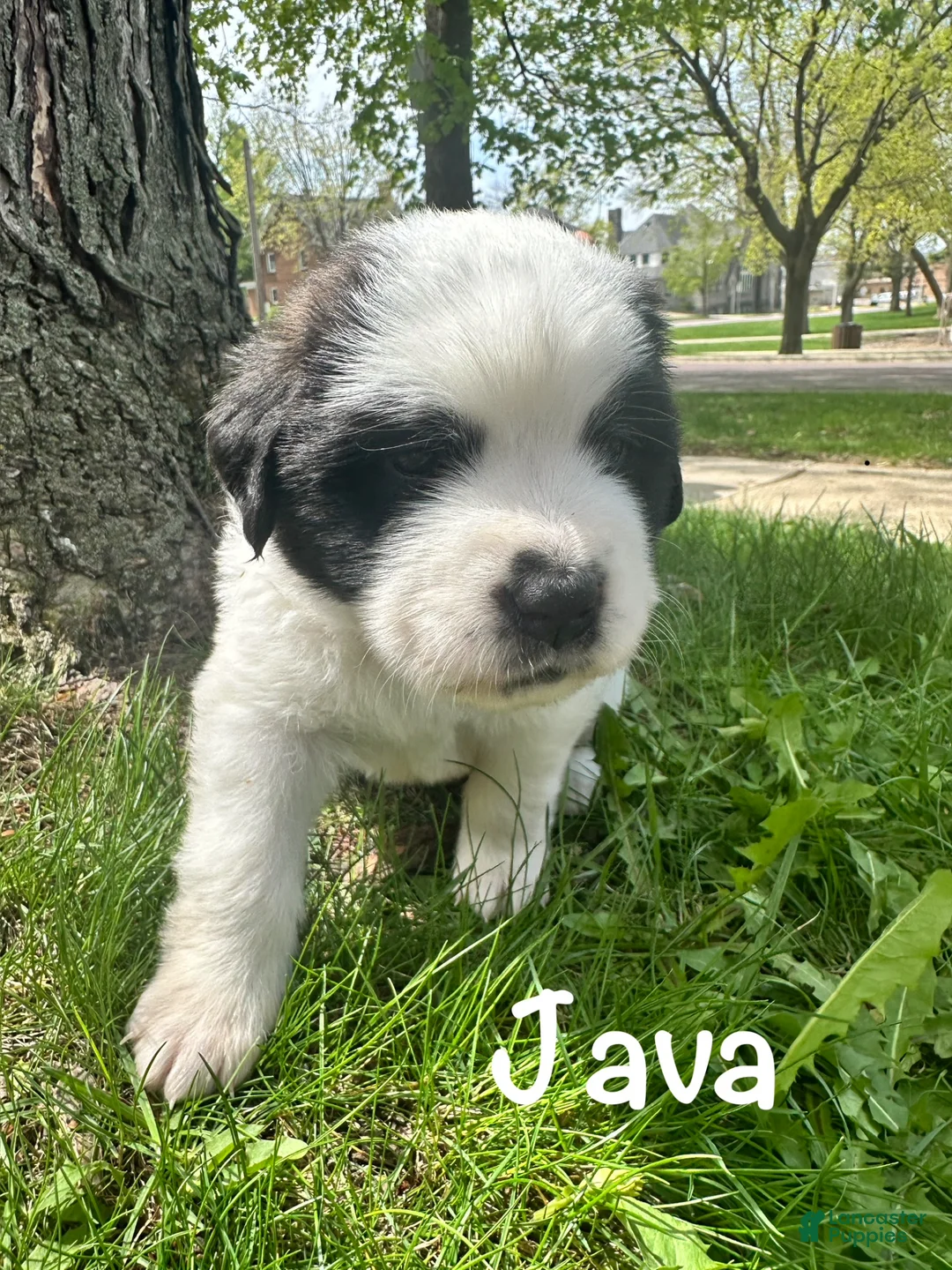 Saint Bernard dogs for sale: Java - Ad 1