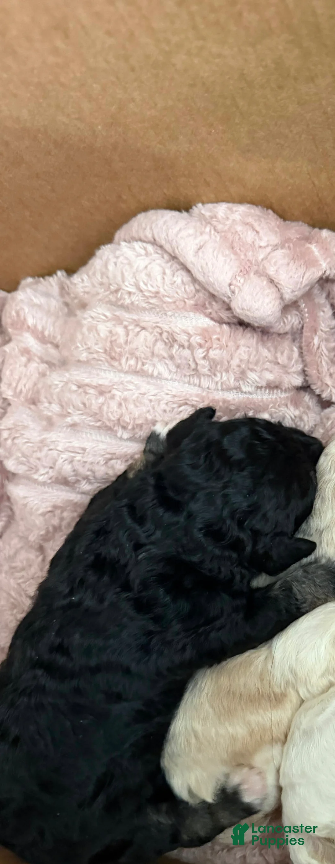 Bichon Frise dogs for sale: Bichon Frise Puppy 1 - Ad 1