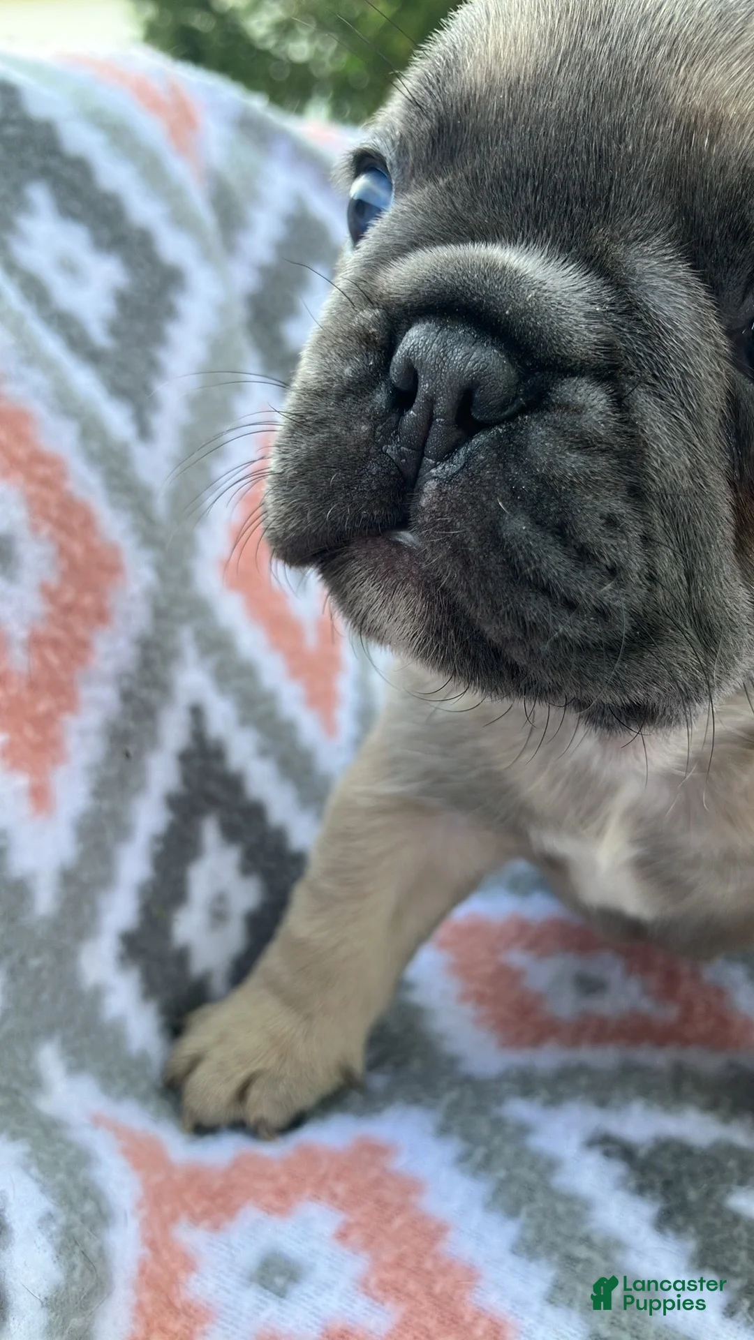 French Bulldog dogs for sale: The Potato (fawn with mask) - Ad 2