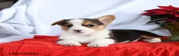 Welsh Corgi Pembroke dogs for sale: Ryan - Ad 4