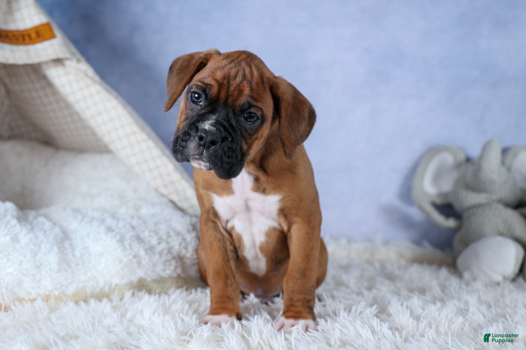 Boxer dogs Sarge  - Ad 1