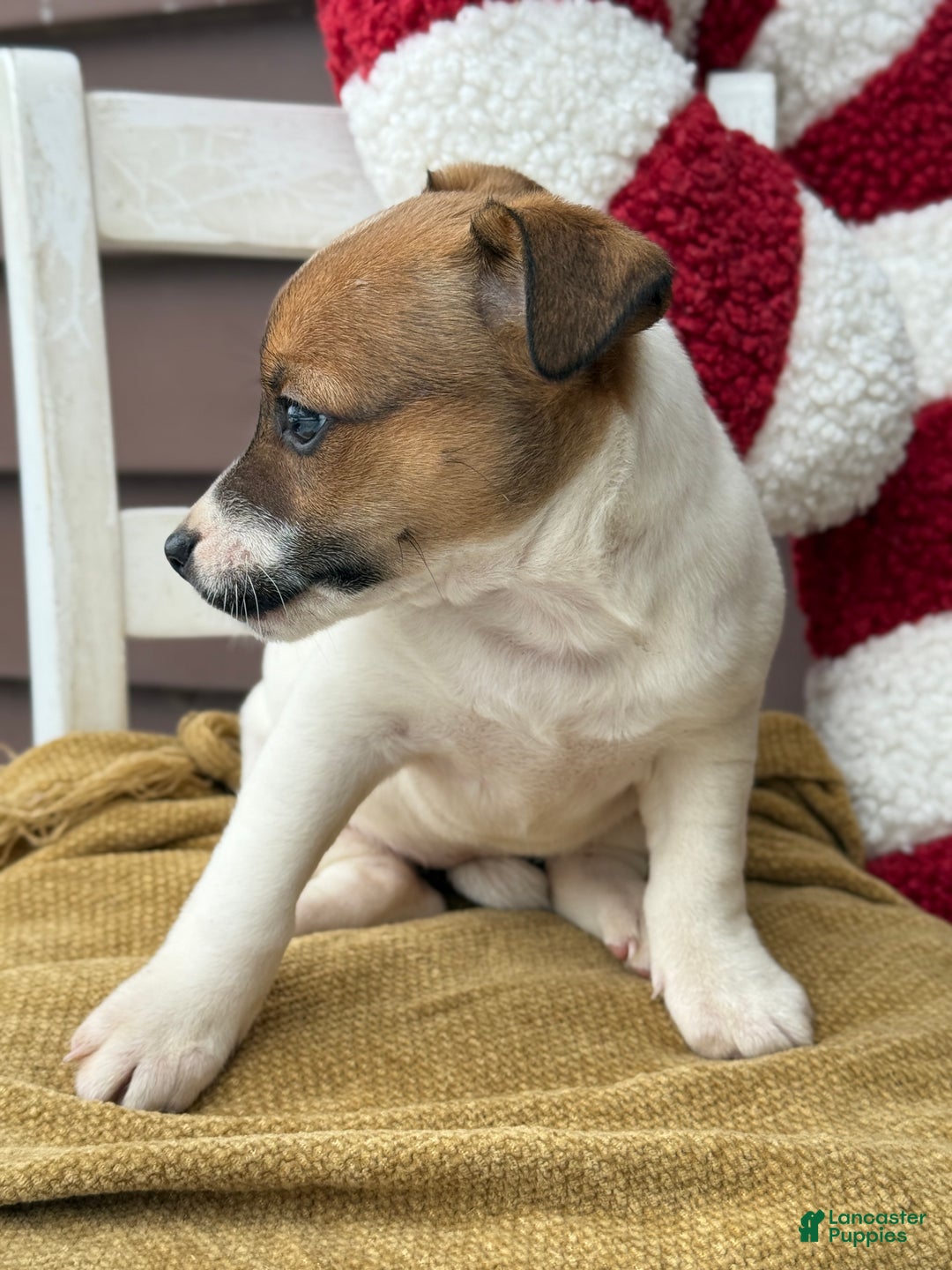 Jack Russell Terrier dogs for sale: Jojo - Ad 10