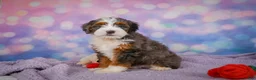 Mini Bernedoodle dogs for sale: Shelby - Ad 2