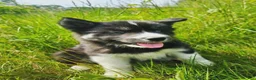 Mixed Breed dogs for sale: Doc - Ad 12