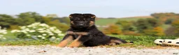 German Shepherd dogs for sale: Rachelle - Ad 6