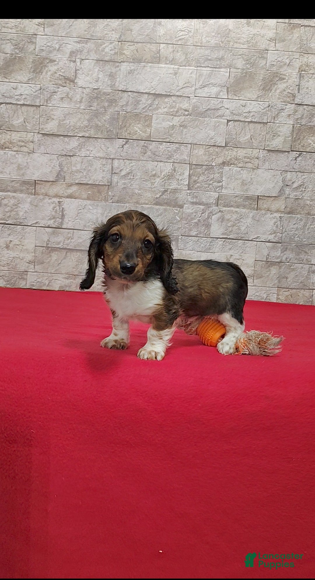 Miniature Dachshund dogs for sale: Stanley - Ad 7