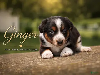 Mixed Breed dogs Ginger - Ad 5
