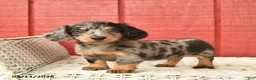 Dachshund dogs for sale: Tommy  - Ad 1