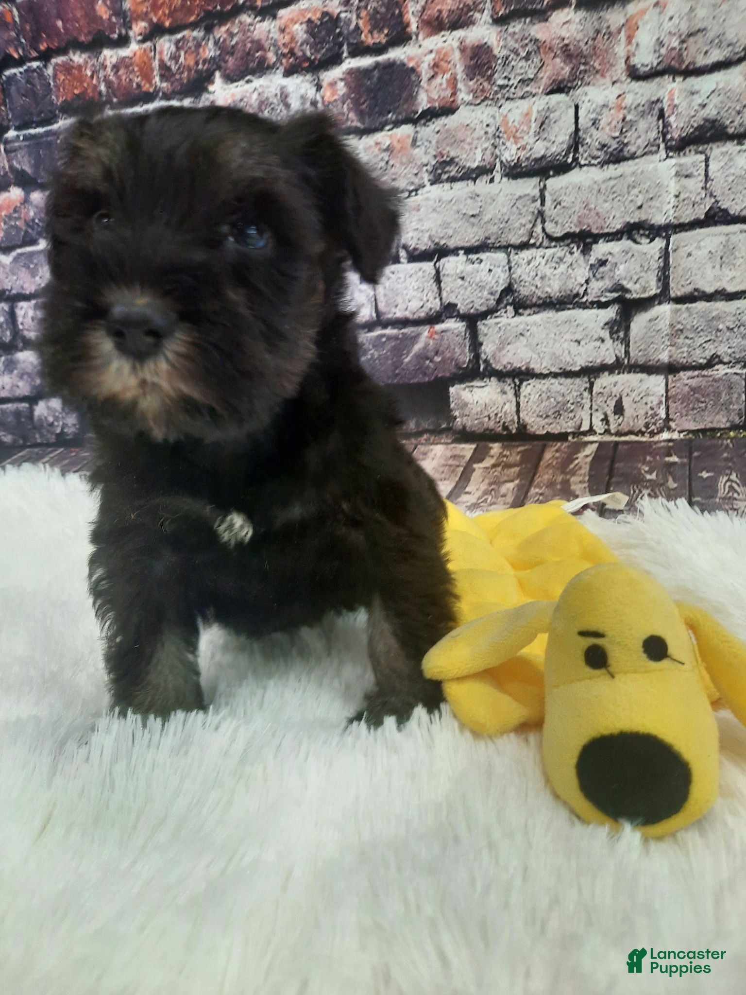 Miniature Schnauzer dogs AKC Sweet Pea - Ad 1