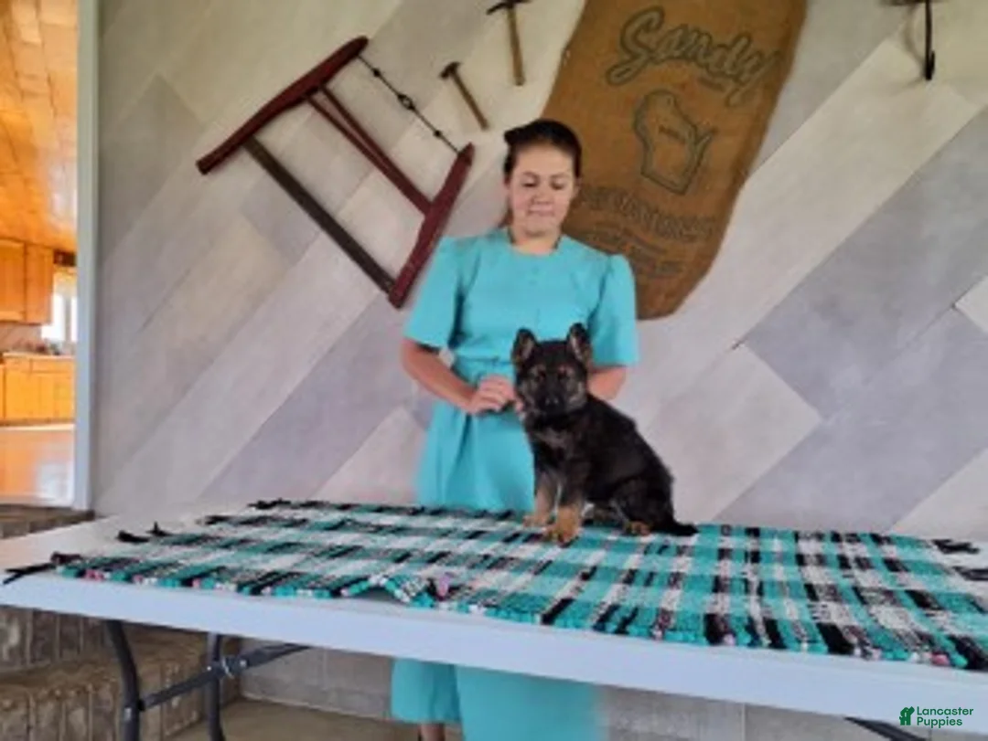 German Shepherd dogs for sale: Arthur - Ad 2