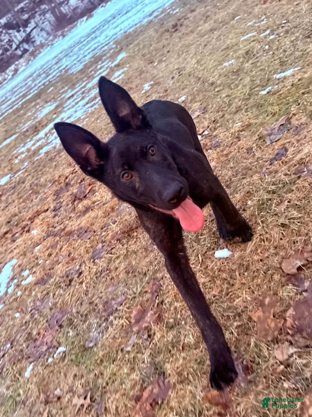 Mixed Breed dogs for sale: Green collar - Female Brindle - Ad 2