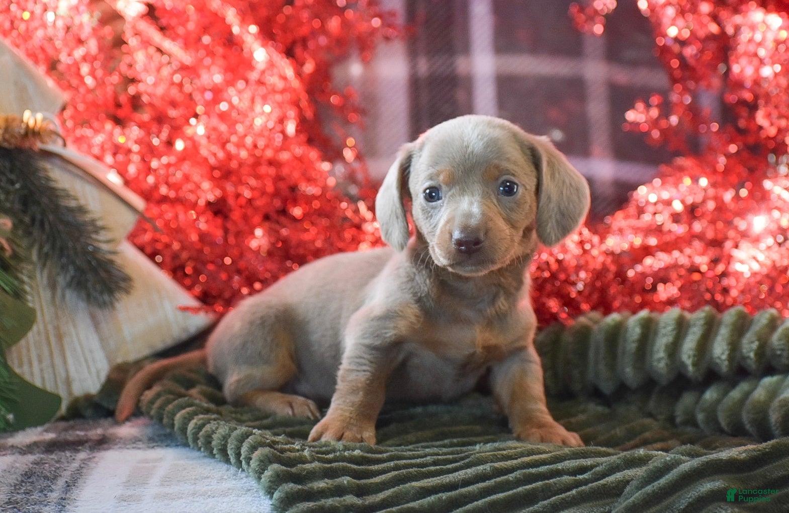 Dachshund dogs Mistletoe - Ad 16