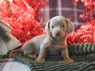 Dachshund dogs Mistletoe - Ad 31