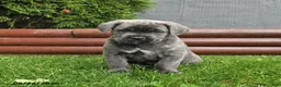 Cane Corso dogs for sale: Antler - Ad 4