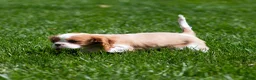 Cavalier King Charles Spaniel dogs for sale: Allen Cavalier King Charles Spaniel Puppy  - Ad 3