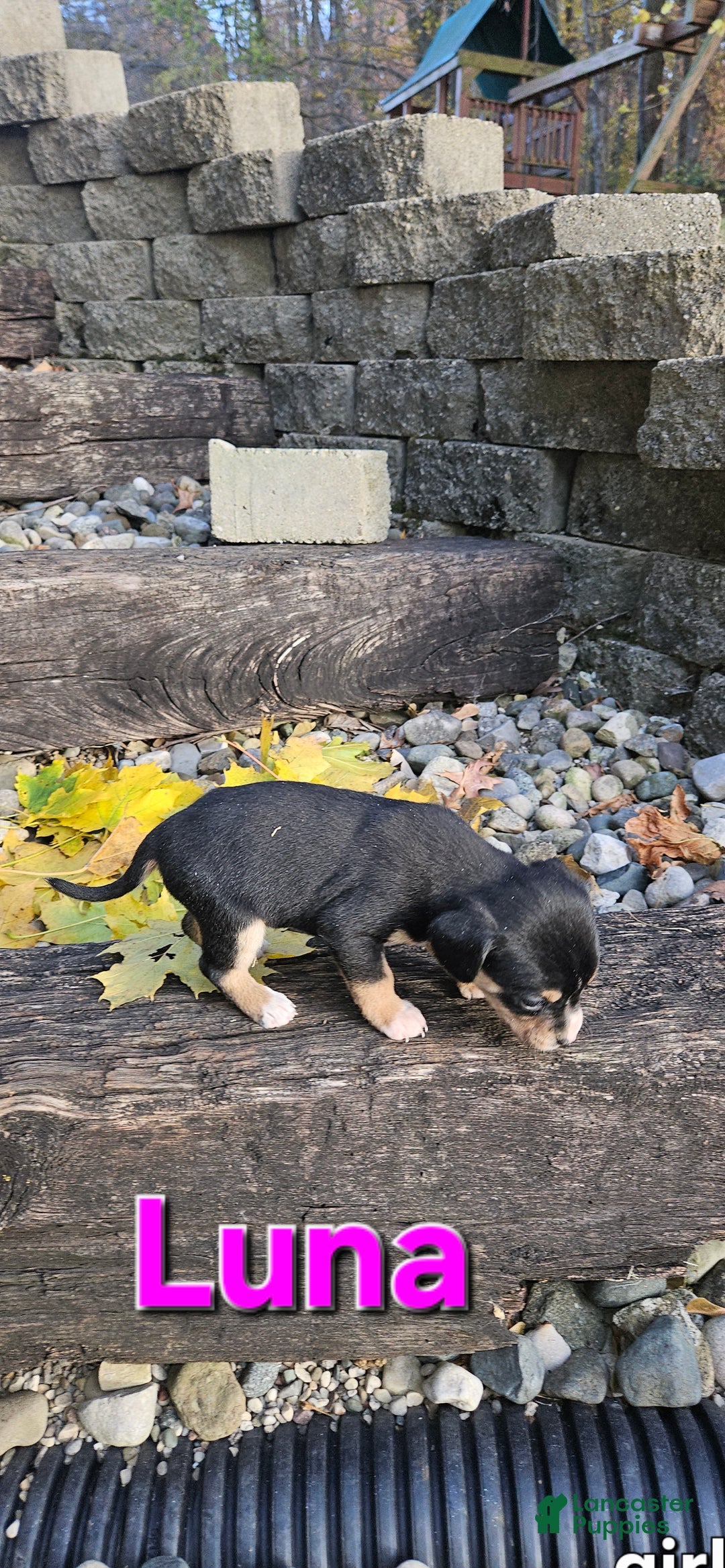 Mixed Breed dogs for sale: Luna - Ad 2