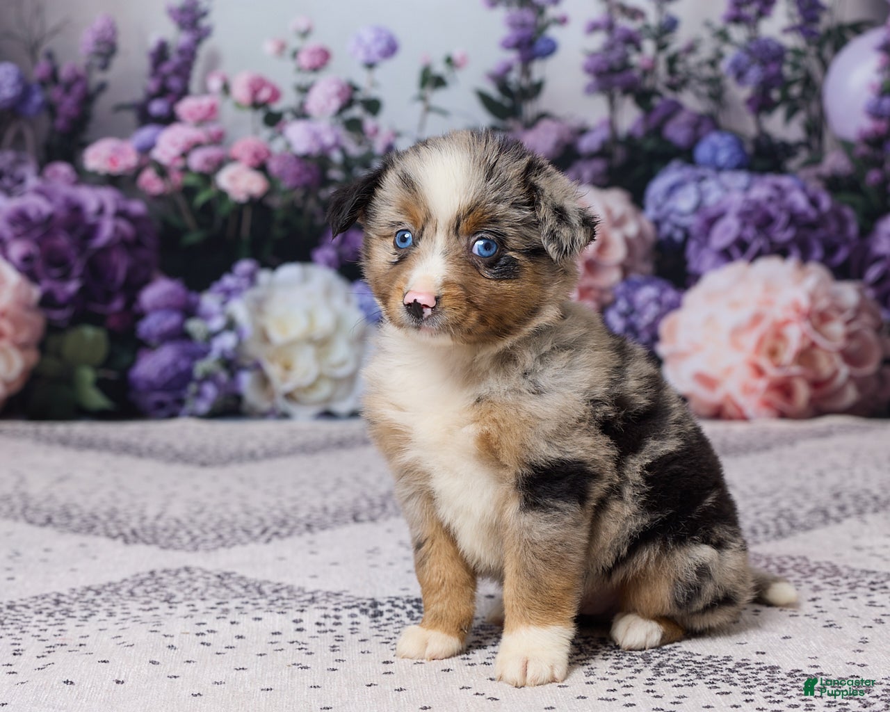 Miniature Australian Shepherd dogs Rex - Ad 2