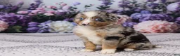 Miniature Australian Shepherd dogs for sale: Rex - Ad 2