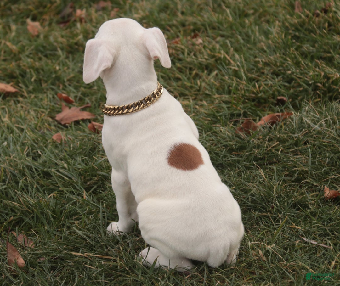 Boxer dogs for sale: Ezra - Ad 2