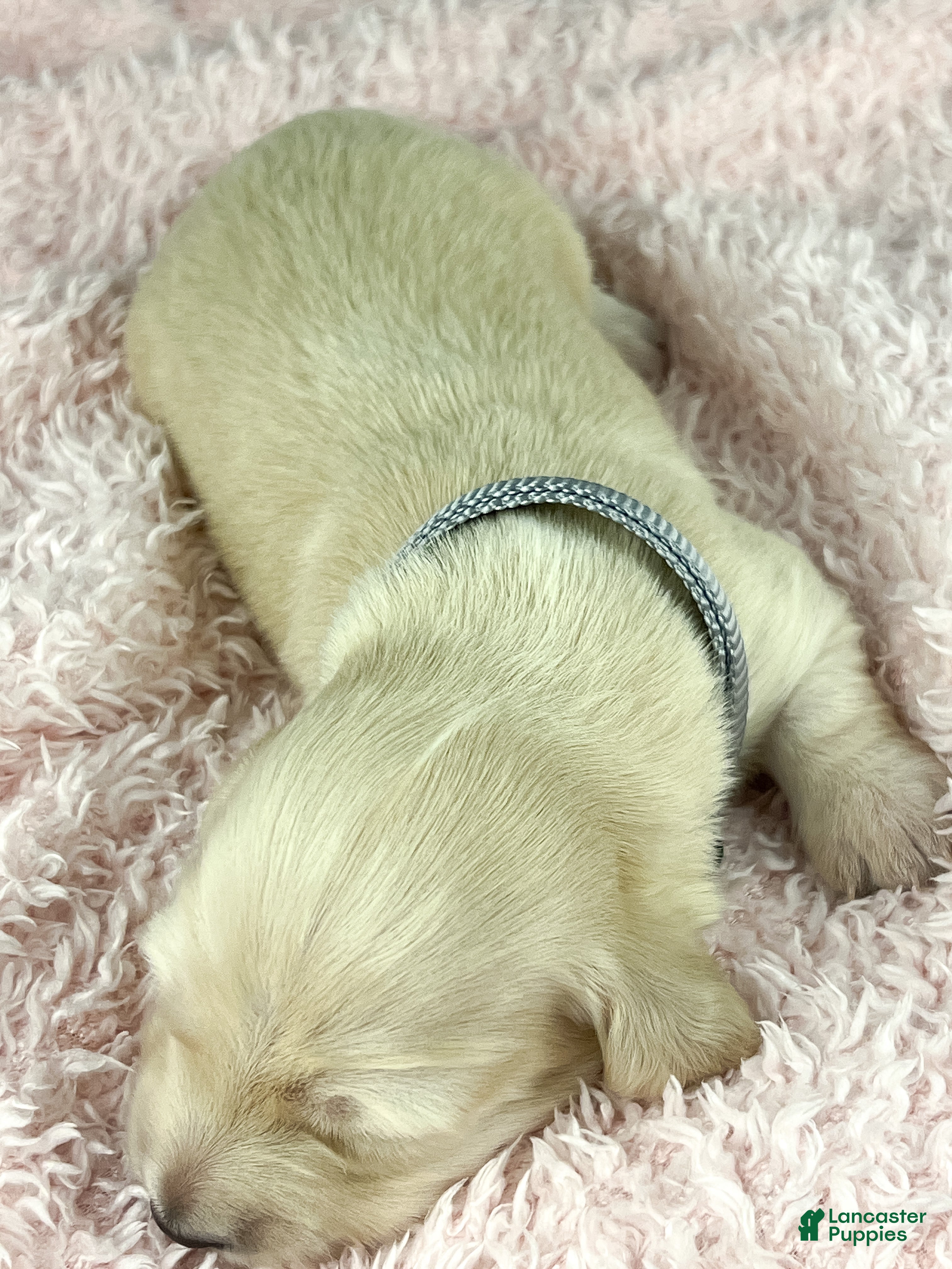 Miniature Dachshund dogs Parmesan - Ad 19