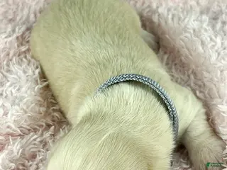 Miniature Dachshund dogs Parmesan - Ad 19