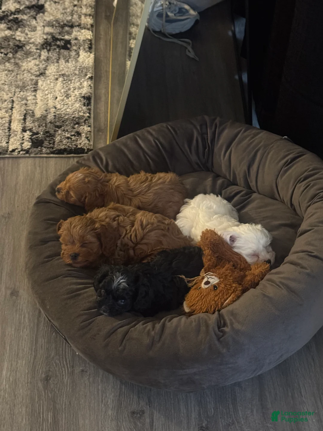 Cavapoo dogs for sale: Snow - Ad 2