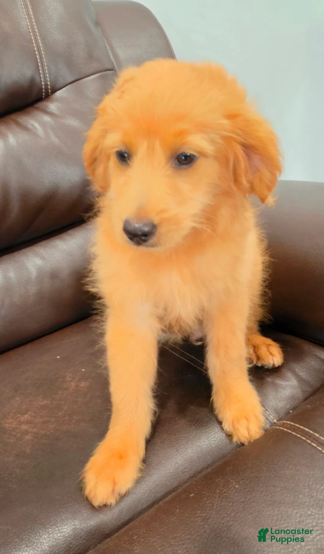 Mini Goldendoodle dogs for sale: Micro Goldendoodle 1 - Ad 2