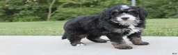 Mini Bernedoodle dogs for sale: Cooper - Ad 3