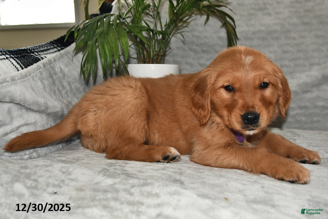 Golden Retriever dogs for sale: Leo - Ad 4