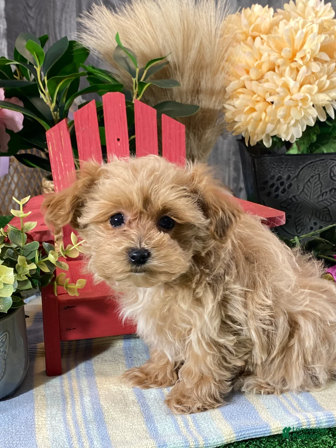 Maltipoo dogs for sale: Maggie - Ad 3