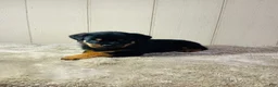 Rottweiler dogs for sale: Rottweiler 2 - Ad 22