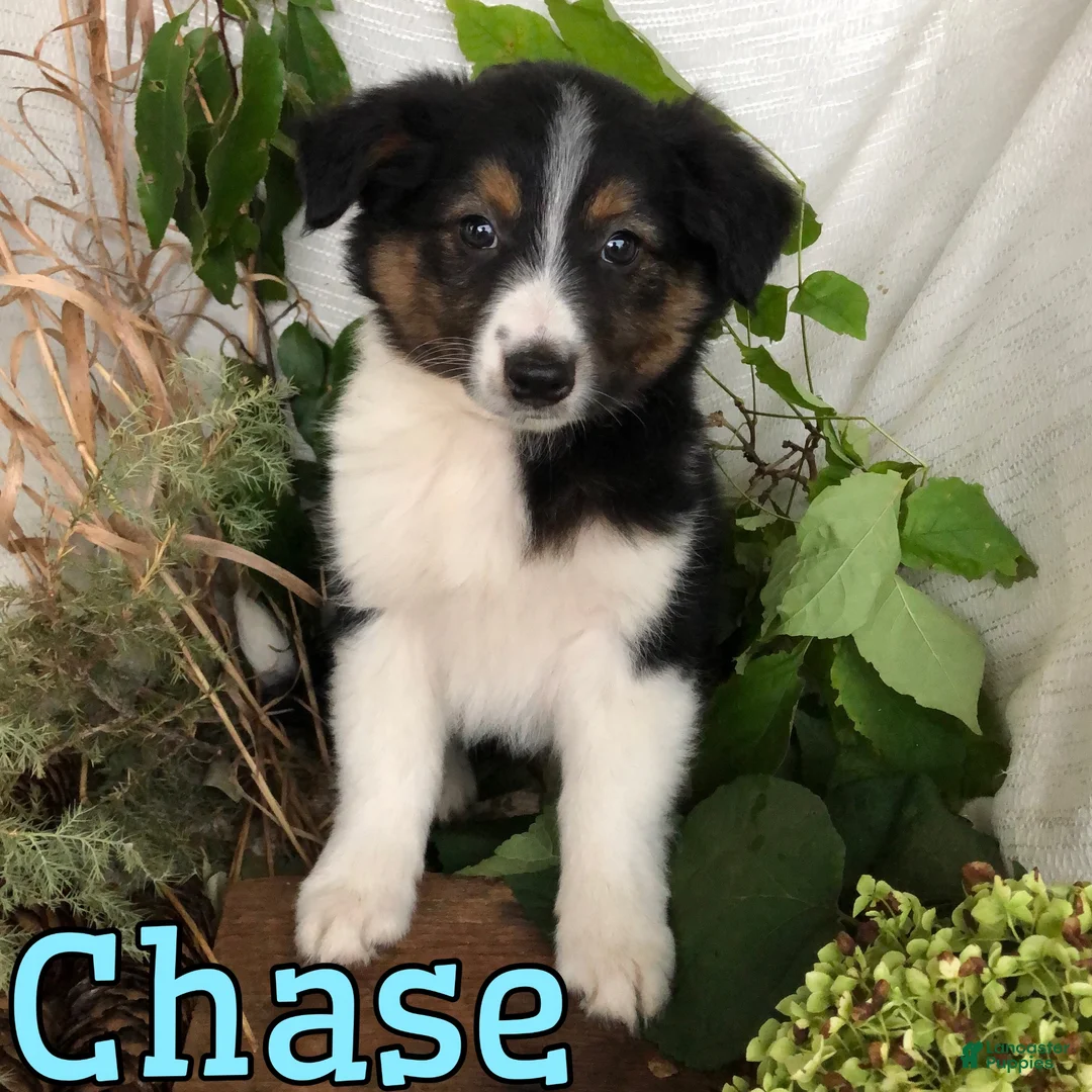 Mixed Breed dogs for sale: Mixed Breed 3 - Ad 1