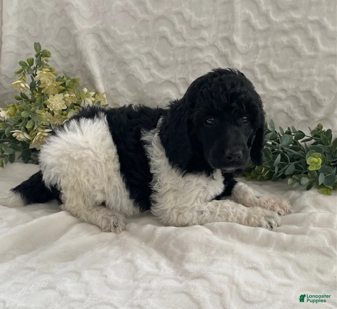 Standard Poodle dogs for sale: Katie- genetic clear - Ad 3