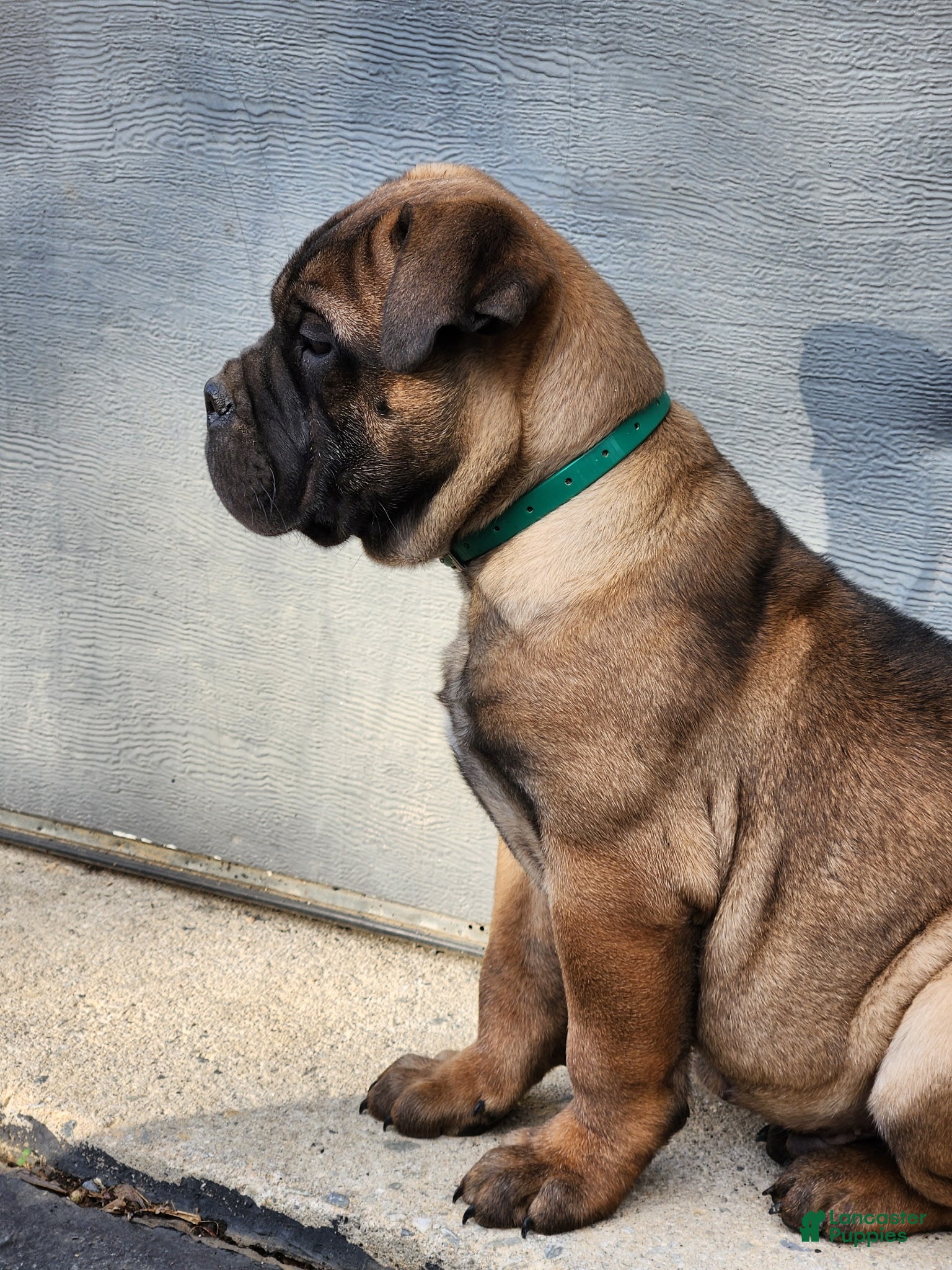Bullmastiff dogs Beau - Ad 2