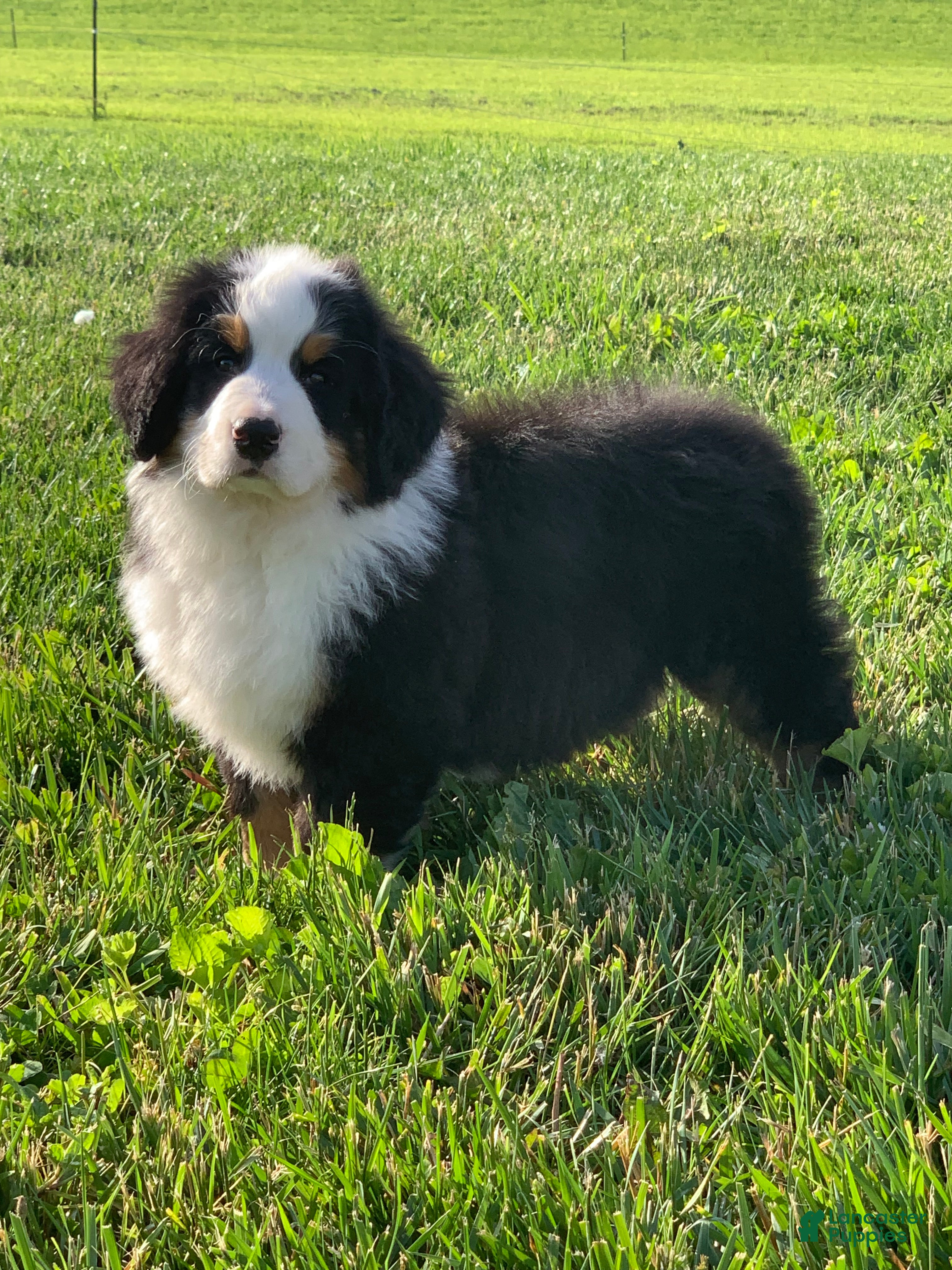 Bernese Mountain Dog dogs for sale: Nemo - Ad 11