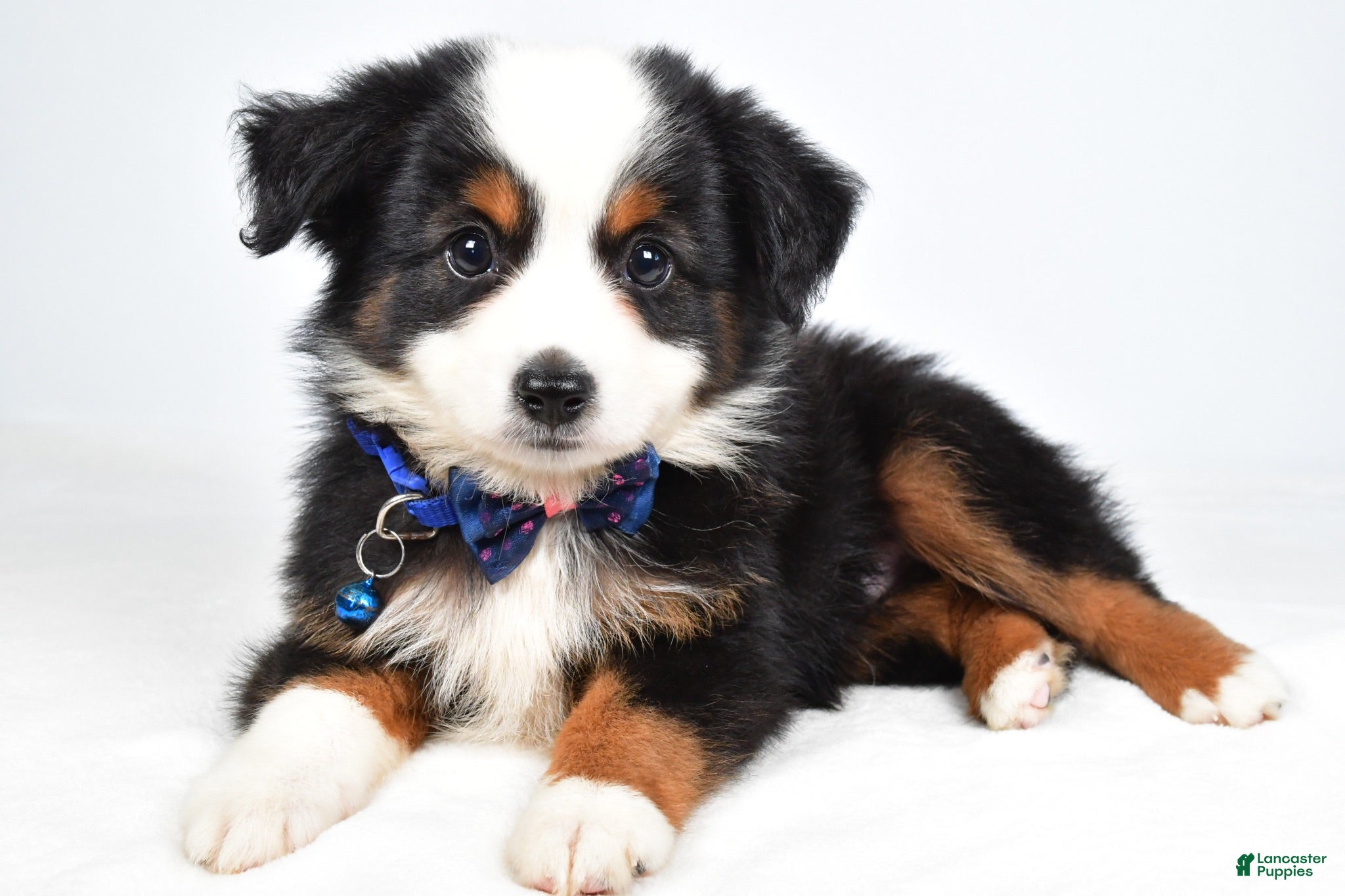 Miniature Australian Shepherd dogs Vader  - Ad 2