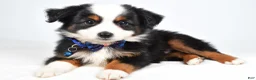 Miniature Australian Shepherd dogs for sale: Vader  - Ad 2