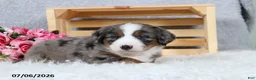 Mini Bernedoodle dogs for sale: Kenji - Ad 10