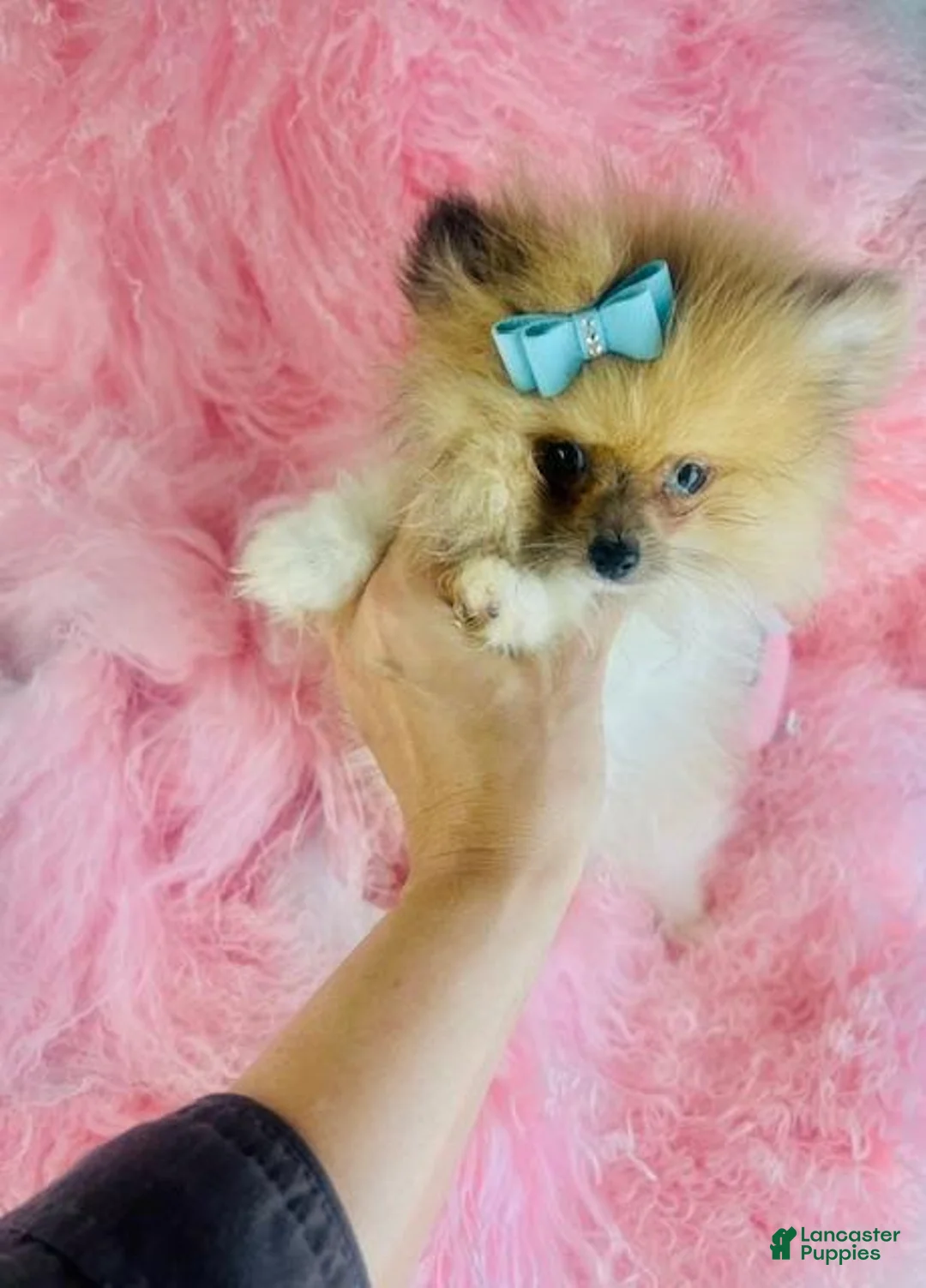 Pomeranian dogs for sale: Pomeranian 2 - Ad 3