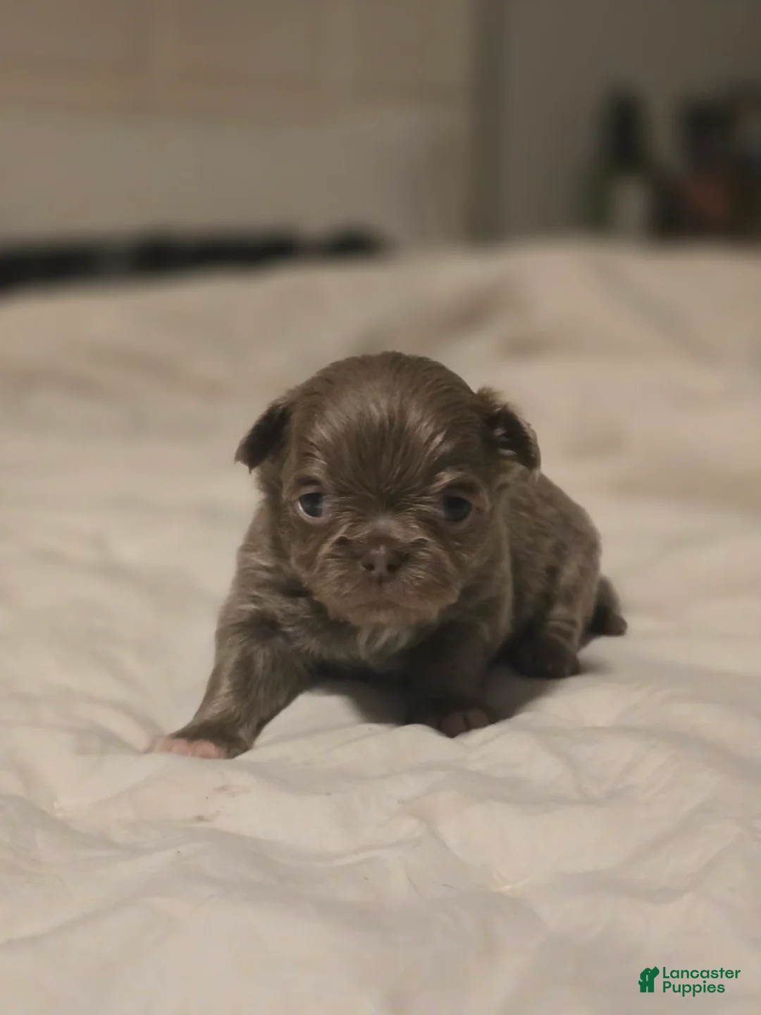 Chihuahua dogs for sale: luke - Ad 2