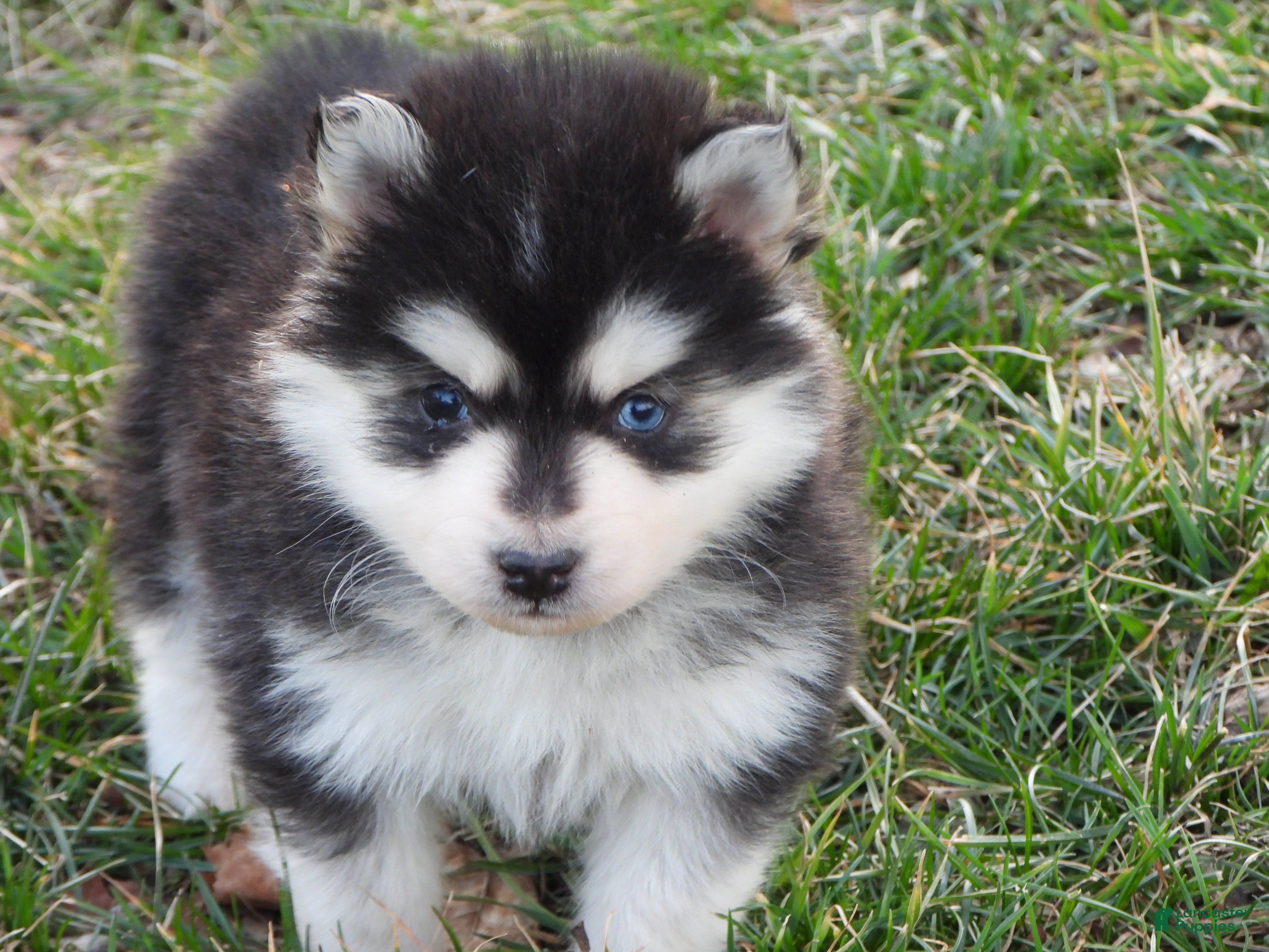 Pomsky dogs Arney - Ad 1